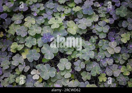 Schleichender Holzsorrel oder Dekoration aus Oxalis corniculata mit Krasselblatt. Klee. Schließ die Schleichpflanze der schleichenden Lady. Stockfoto