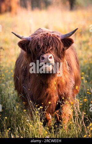 Braunes schottisches Highland-Rind mit langen Hörnern liegt auf dem Feld im warmen Licht des Sonnenuntergangs Stockfoto