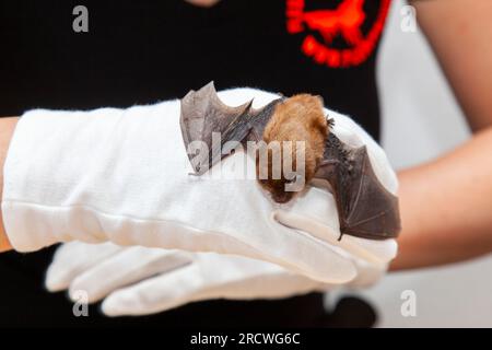 Rauhhautfledermaus (Pipistrellus nathusii) Stockfoto