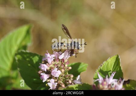 Physocephala rufipes. Familienfliegen mit Dickköpfen. Conopidfliegen (Conopidae). Uber die Blumen von Origanum, Familie Lamiaceae. Holländischer Garten, Juli Stockfoto