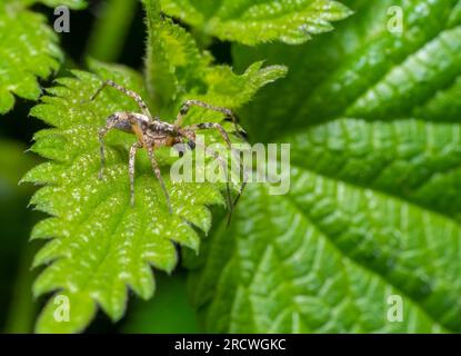 Kleinwinkelmakroaufnahme einer Summierenden Spinne auf stechendem Nesselblatt Stockfoto