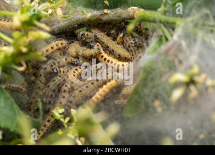 Ein Netz mit vielen Raupen aus Rminenmotten Stockfoto