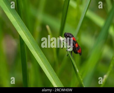 Schwarz-roter Schäumer, der sich auf einem Pflanzenstück in grüner Atmosphäre ruht Stockfoto