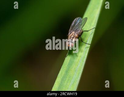 Wurzelmaden-Fliege kopflang auf einem Grasblatt Stockfoto