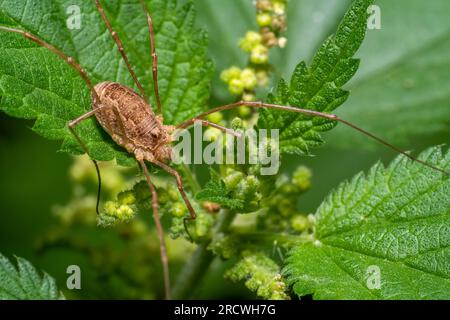 Harvestman auf Brennnesselblättern in natürlicher Atmosphäre Stockfoto