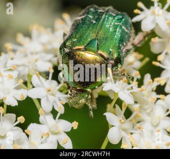 Frontales Makrofoto einer grünen Rosenscheuer auf weißen Blüten Stockfoto