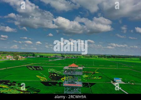 Luftfoto zeigt spektakuläre Paddy Field Art in Shenyang City, Nordostchina's Liaoning Province, 15. Juli 2023. Stockfoto