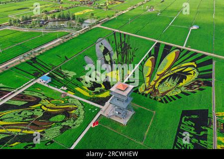 Luftfoto zeigt spektakuläre Paddy Field Art in Shenyang City, Nordostchina's Liaoning Province, 15. Juli 2023. Stockfoto