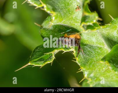 Makroaufnahme einer Napoleonspinne, die auf einem grünen Blatt lauert Stockfoto