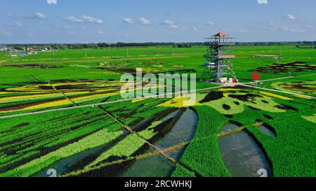 Luftfoto zeigt spektakuläre Paddy Field Art in Shenyang City, Nordostchina's Liaoning Province, 15. Juli 2023. Stockfoto