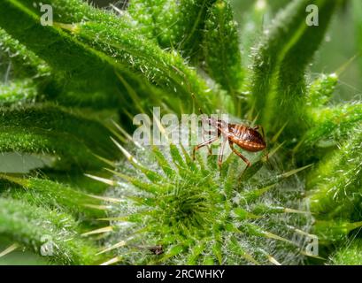 Kleine Makroaufnahme mit einem Ameisenmäulchen-Käfer auf Distelknospe Stockfoto