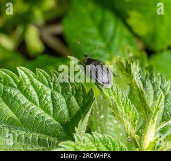 Aaskäfer am Rand eines Brennnesselblattes Stockfoto