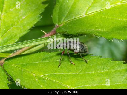 Seitliche Makroaufnahme eines grünen Nusskäfers auf einem Blatt in natürlicher Atmosphäre Stockfoto