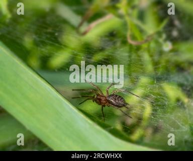 Kleine Makroaufnahme einer Trichterweberspinne in grüner Atmosphäre mit Netz Stockfoto