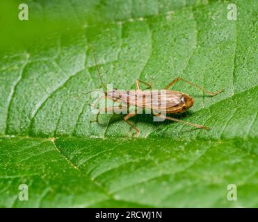 Makroaufnahme mit einem gewöhnlichen Damselkäfer auf grünem Blatt Stockfoto