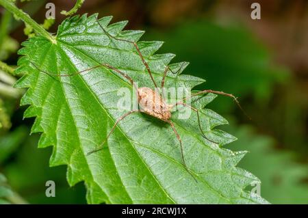 Harvestman auf Brennnesselblättern in natürlicher Atmosphäre Stockfoto