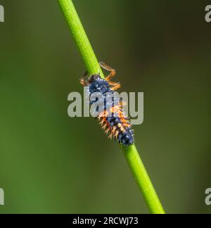 Makroaufnahme einer Marienkäfer-Larve auf einem Grasstiel Stockfoto