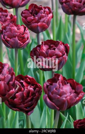 Tulipa Palmyra, Tulpe Palmyra, bulbusförmige Stauden, früh blühende Doppelblüten, tiefrote Pfingstrosen wie Tulpen Stockfoto