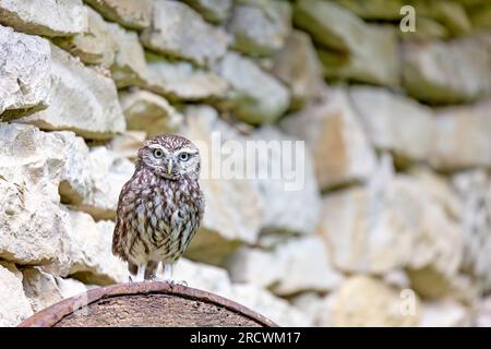 Die kleine Eule (Athene noctua) posiert vor einer Steinmauer und schaut in die Kamera. Stockfoto