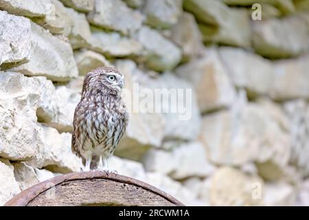 Seitenansicht der kleinen Eule, die vor einer Steinmauer posiert und auf den freien Platz schaut, der für den Text bereit ist. Stockfoto