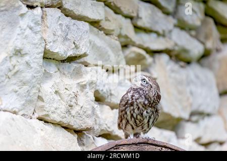 Die kleine Eule (Athene noctua), auch bekannt als die Eule von Athena, posiert vor einer Steinmauer und blickt auf den freien Platz, der für Ihren Text bereit ist. Stockfoto