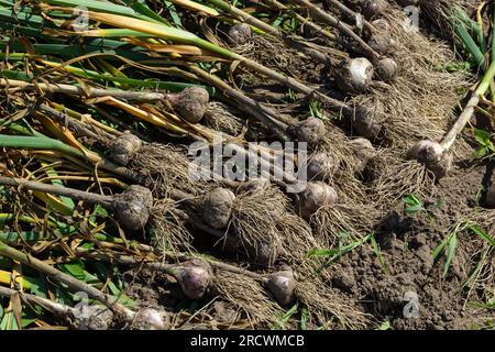 Der ausgegrabene Knoblauch wird an einem Sommertag auf einem Gartenbett getrocknet. Stockfoto