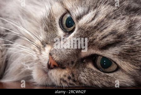 Entzückende heimische flauschige graue Katze mit langen Whiskern aus der Nähe Stockfoto
