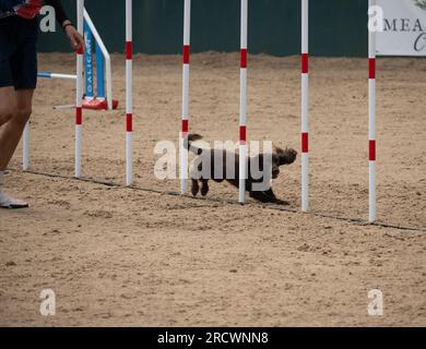 Die Junior Open Agility World Championships 2023. Stockfoto