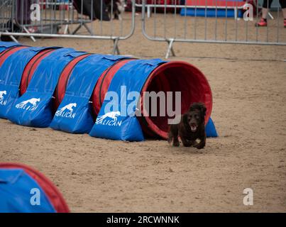 Die Junior Open Agility World Championships 2023. Stockfoto