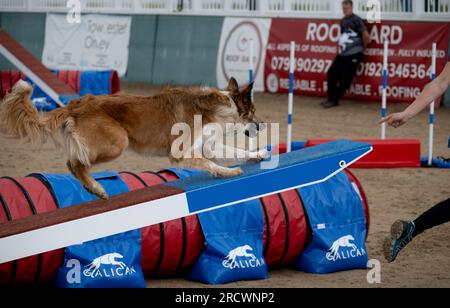 Die Junior Open Agility World Championships 2023. Stockfoto