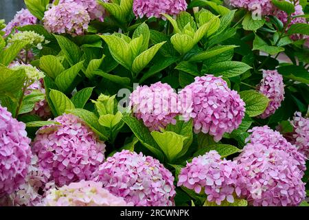 Blick auf die wunderschöne Blume der rosafarbenen Hortensien Stockfoto