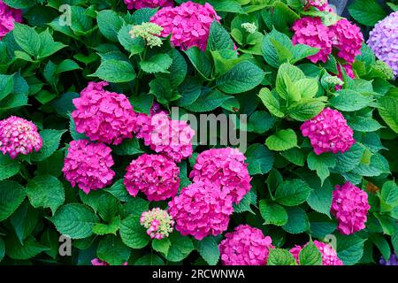 Blick auf die wunderschöne Blume der rosafarbenen Hortensien Stockfoto