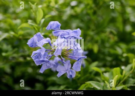 Plumbago Auriculata Perennial Shrub, Kaiserblaue Blume Stockfoto