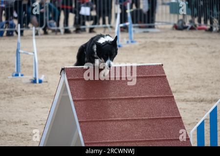 Die Junior Open Agility World Championships 2023. Stockfoto