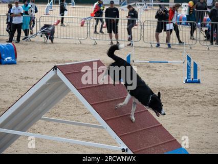 Die Junior Open Agility World Championships 2023. Stockfoto