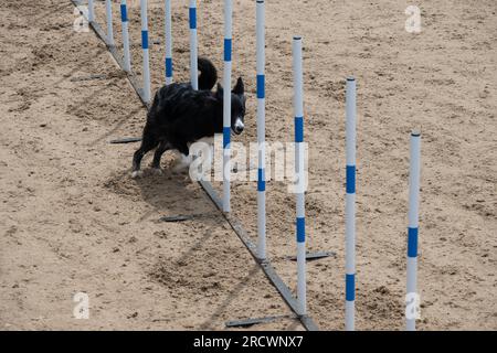 Die Junior Open Agility World Championships 2023. Stockfoto