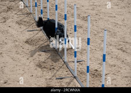 Die Junior Open Agility World Championships 2023. Stockfoto