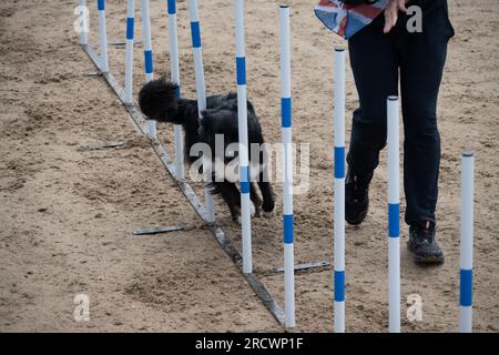 Die Junior Open Agility World Championships 2023. Stockfoto