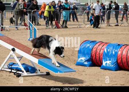 Die Junior Open Agility World Championships 2023. Stockfoto