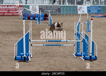Die Junior Open Agility World Championships 2023. Stockfoto