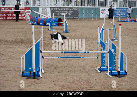 Die Junior Open Agility World Championships 2023. Stockfoto
