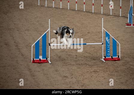 Die Junior Open Agility World Championships 2023. Stockfoto