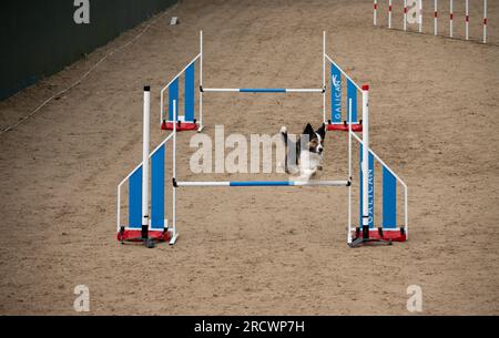 Die Junior Open Agility World Championships 2023. Stockfoto