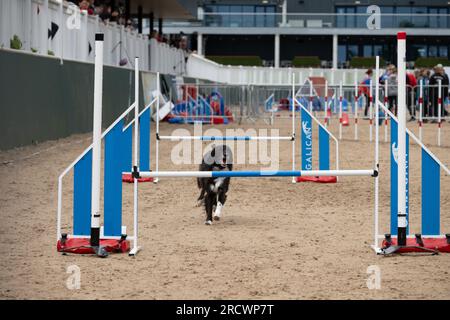 Die Junior Open Agility World Championships 2023. Stockfoto