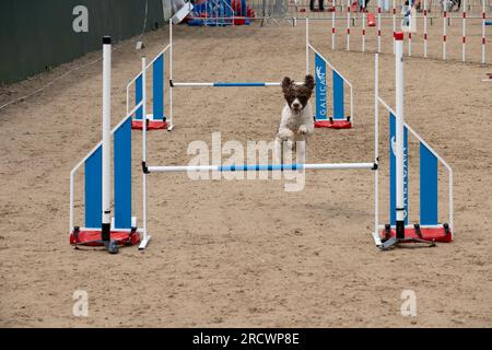 Die Junior Open Agility World Championships 2023. Stockfoto