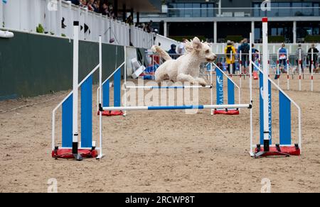 Die Junior Open Agility World Championships 2023. Stockfoto