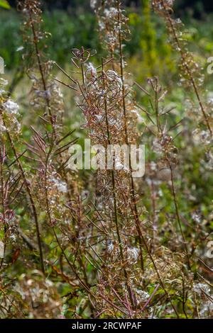 Verwelkte Blumen Feuerweed in den Wäldern mit ungewöhnlichen Formen. Herbstliche Naturwunder. Stockfoto