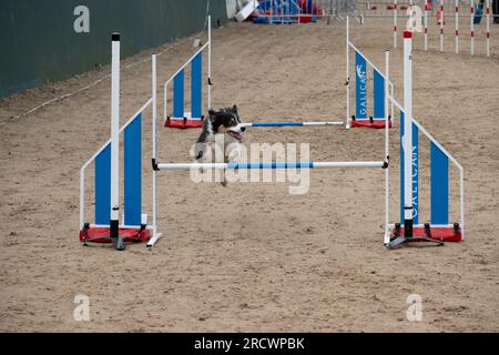 Die Junior Open Agility World Championships 2023. Stockfoto
