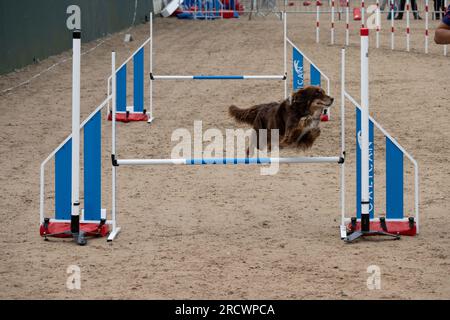 Die Junior Open Agility World Championships 2023. Stockfoto