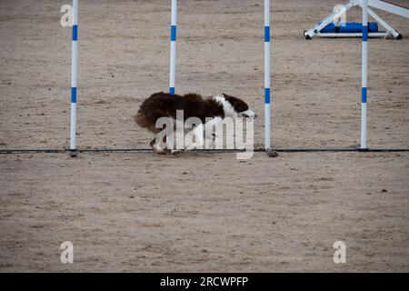 Die Junior Open Agility World Championships 2023. Stockfoto